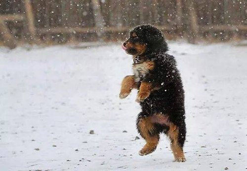 Sorry, that was depressing. Please look at this cute Mongolian puppy playing in the snow