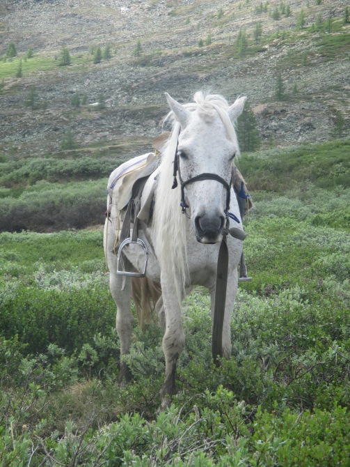 This is Snapple, the horse I rode to and from the reindeer herders' camp (we each named our horses)